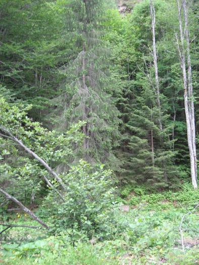 IMG_4579 - 01 - In Vrancea primavara partea a II-a