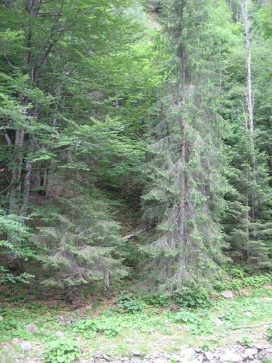 IMG_4580 - 01 - In Vrancea primavara partea a II-a