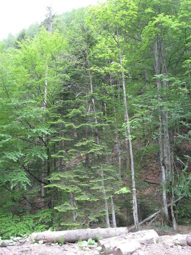 IMG_4581 - 01 - In Vrancea primavara partea a II-a