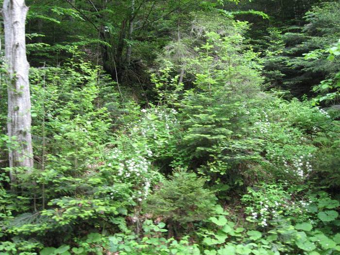 IMG_4591 - 01 - In Vrancea primavara partea a II-a