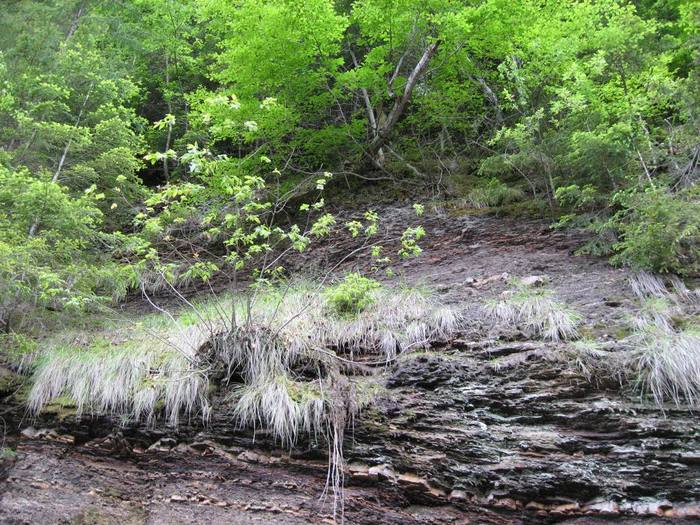 IMG_4596 - 01 - In Vrancea primavara partea a II-a