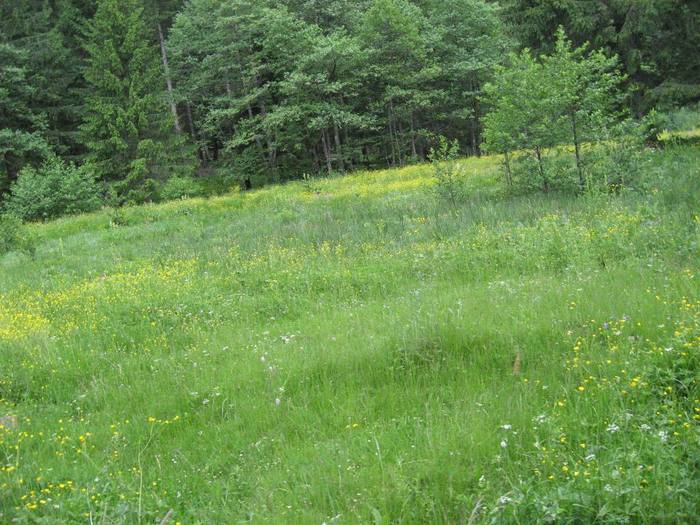 IMG_4611 - 01 - In Vrancea primavara partea a II-a