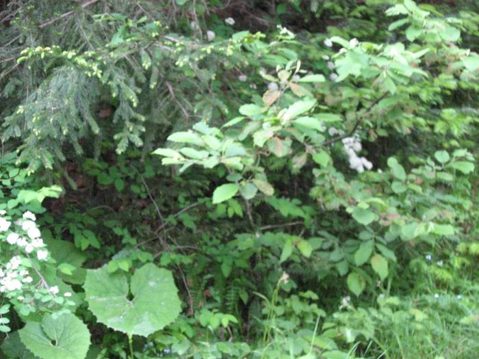 IMG_4616 - 01 - In Vrancea primavara partea a II-a