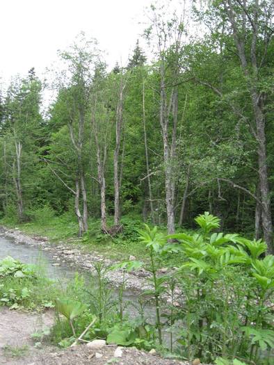 IMG_4619 - 01 - In Vrancea primavara partea a II-a