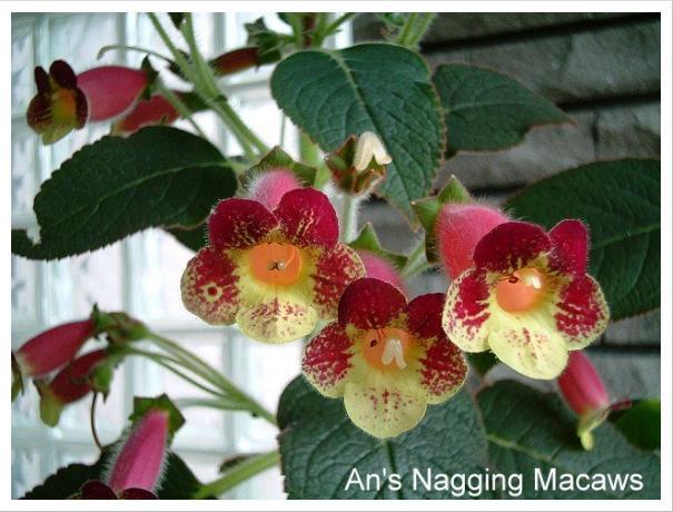 Kohleria Anns Nagging Macaws (poza preluata de pe net)