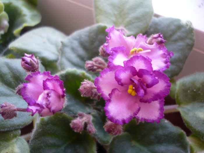 Luminescence - VIOLETE 2010