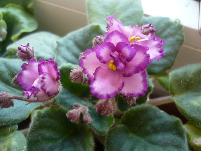 Luminescence - VIOLETE 2010