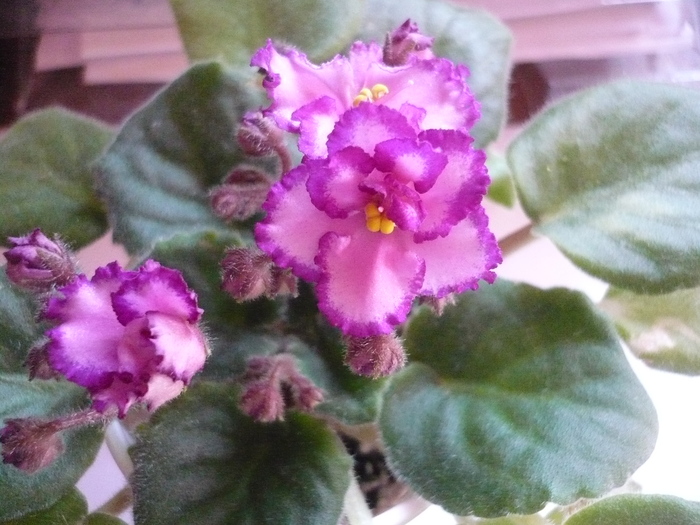 Luminescence - VIOLETE 2010