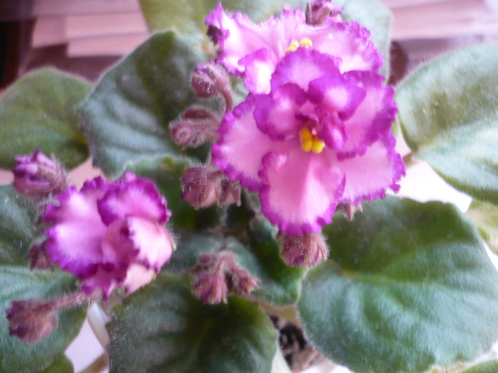 Luminescence - VIOLETE 2010