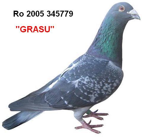 grasu