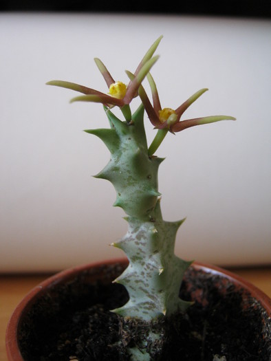 Orbea meintjetsiana - Asclepiadaceae