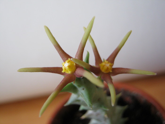 Orbea meintjetsiana (3) - Asclepiadaceae