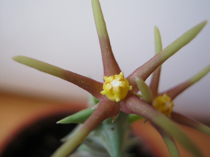 Orbea meintjetsiana (4) - Asclepiadaceae