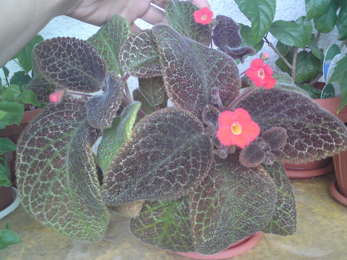 Tigrovaja - Episcia