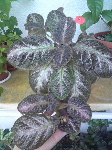 Spring Symphony - Episcia