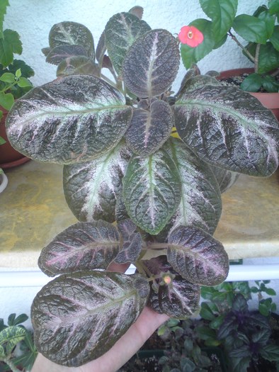 Spring Symphony - Episcia