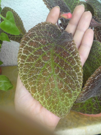 Tigrovaja - detaliu frunza - Episcia