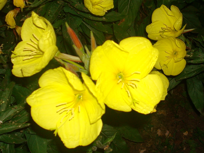 DSC02672 - Poze tsara 2010