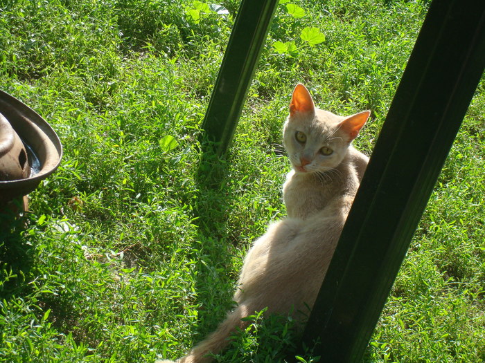 DSC02725 - Poze tsara 2010