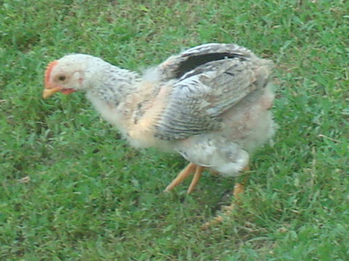 DSC02738 - Poze tsara 2010