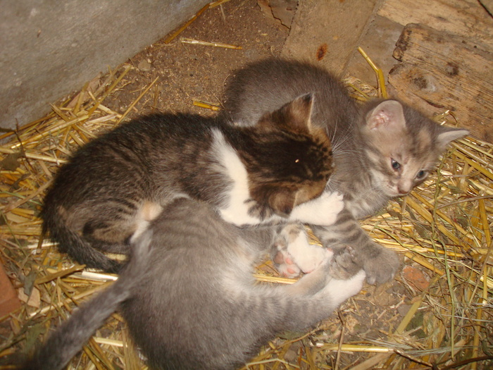 DSC02830 - Poze tsara 2010