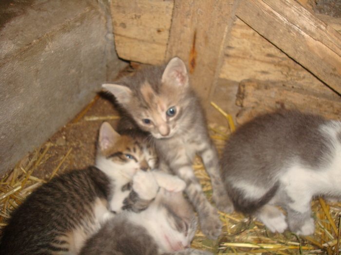 DSC02831 - Poze tsara 2010