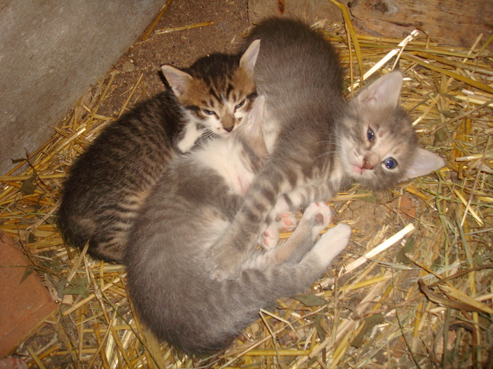 DSC02835 - Poze tsara 2010