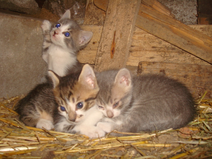DSC02841 - Poze tsara 2010