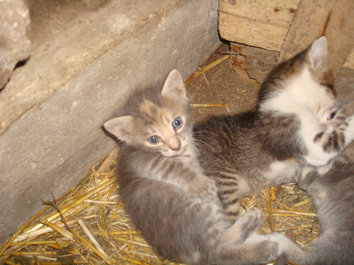 DSC02843 - Poze tsara 2010