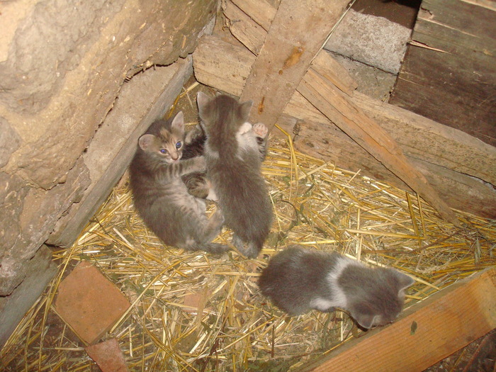 DSC02845 - Poze tsara 2010