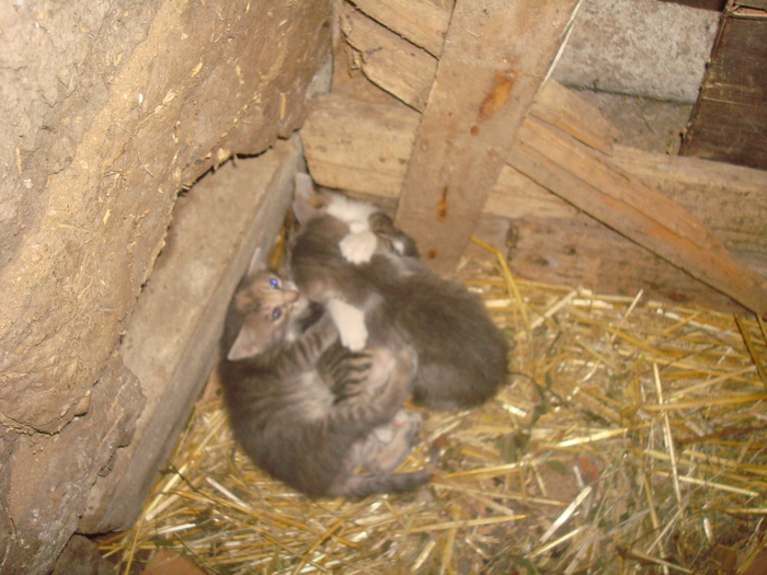 DSC02846 - Poze tsara 2010