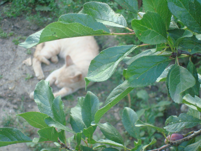 DSC02877 - Poze tsara 2010