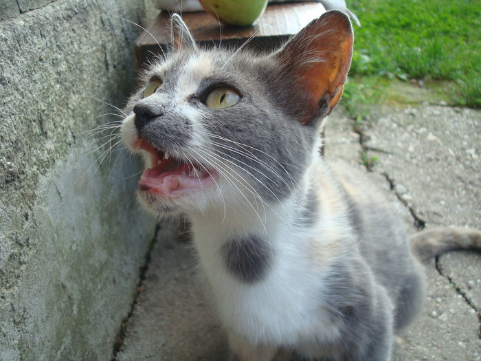 DSC02878 - Poze tsara 2010