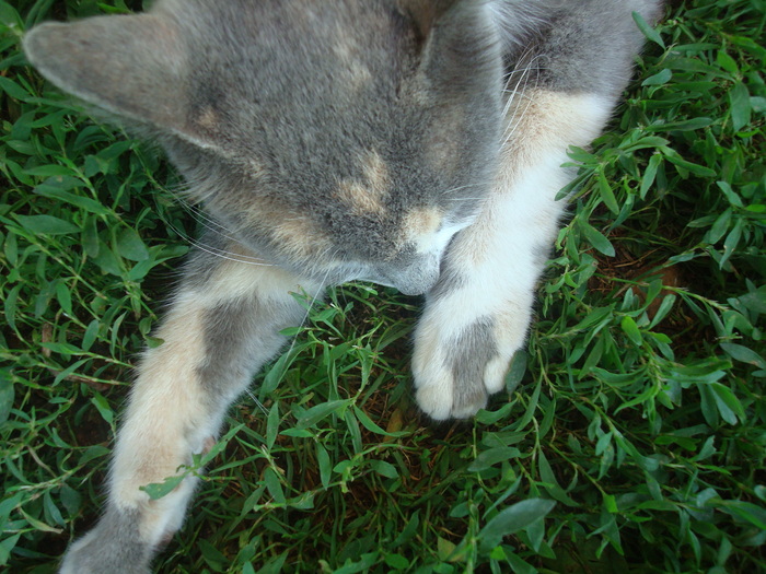 DSC02903 - Poze tsara 2010