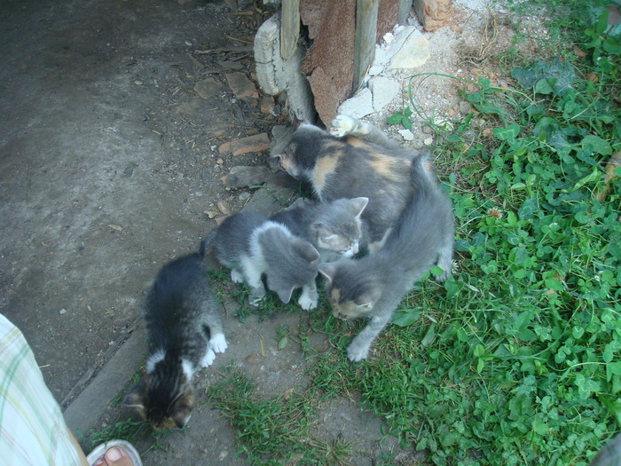 DSC02907 - Poze tsara 2010