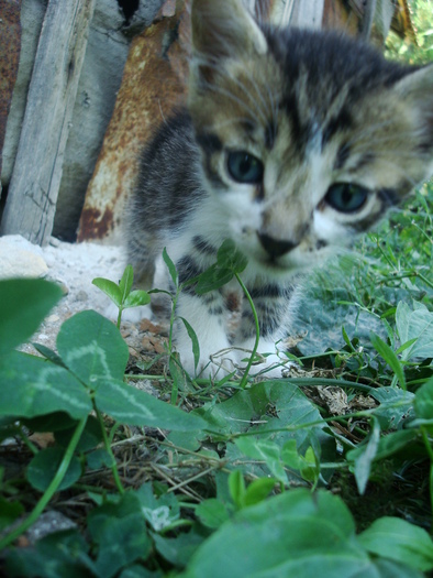 DSC03255 - Poze tsara 2010