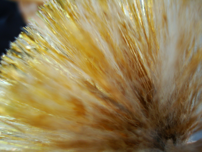 DSC03278 - Poze tsara 2010