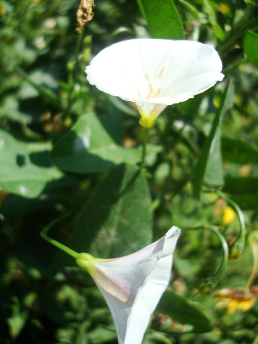 DSC03295 - Poze tsara 2010