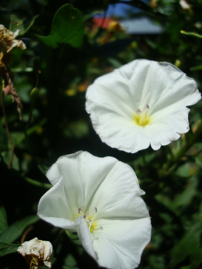 DSC03297 - Poze tsara 2010