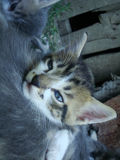 DSC03307 - Poze tsara 2010