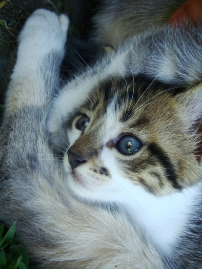 DSC03313 - Poze tsara 2010