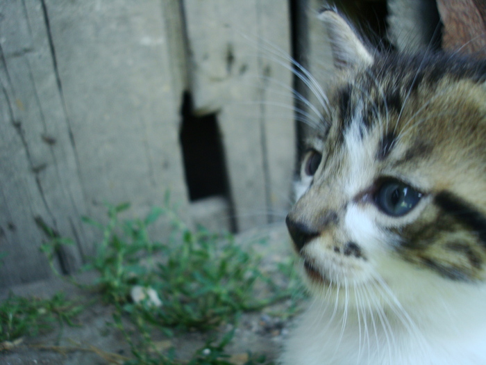 DSC03316 - Poze tsara 2010