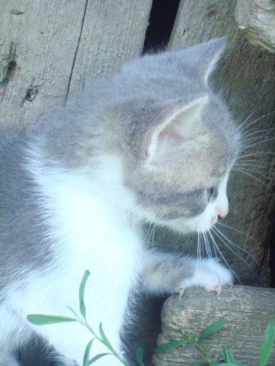 DSC03334 - Poze tsara 2010