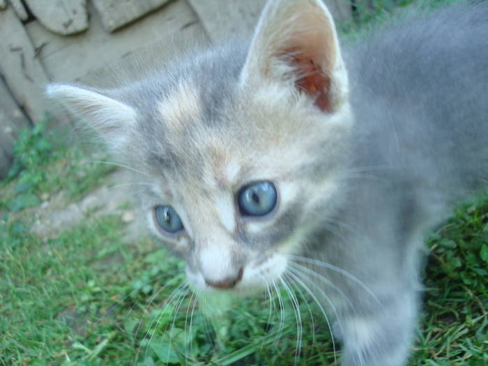 DSC03343 - Poze tsara 2010