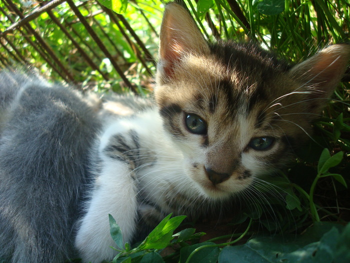 DSC03362 - Poze tsara 2010