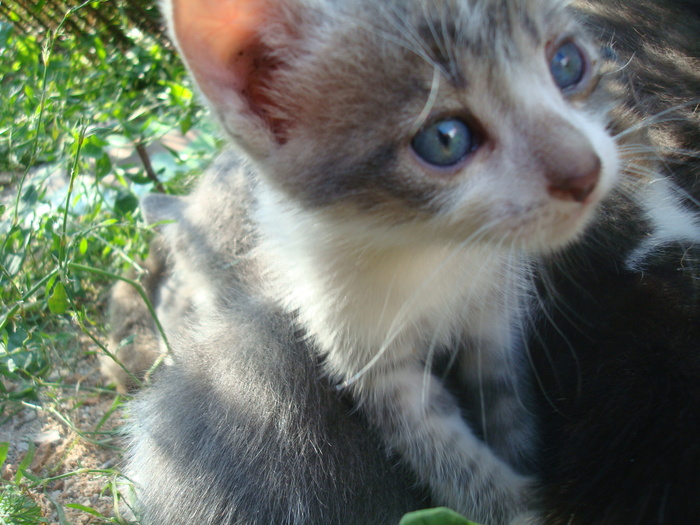 DSC03392