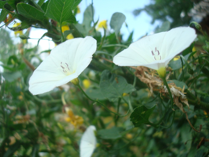 DSC03540