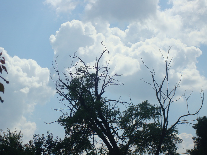 DSC03648 - Poze tsara 2010