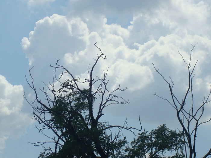 DSC03649 - Poze tsara 2010