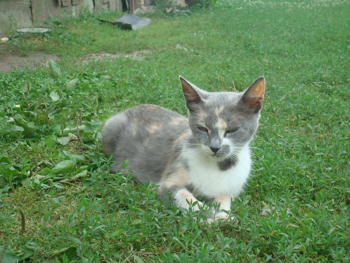 DSC04142 - Poze tsara 2010